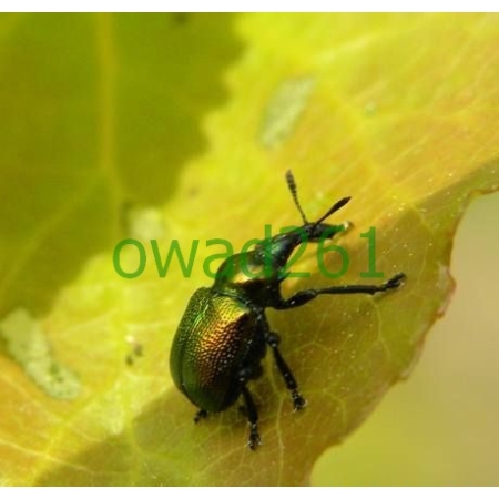 Byctiscus populi (Linnaeus, 1758) Tutkarz osinowiec